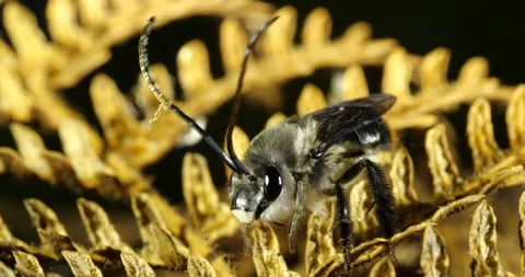 A small native bee grooming in preparation for flight Stock Footage 149339460