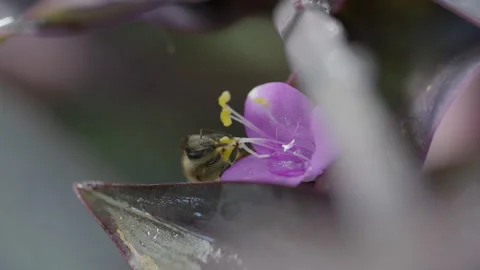 Small Native Bee on Purple Flower, 4K Macro Wildlife Footage Stock Footage 342086067