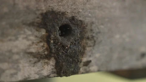 Small Native Stingless Bee Flying Colony Hive Box Entrance Meliponiculture Stock Footage 220721536