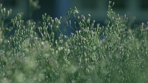 Small Natural Flower Grass during Sunrise or Sunset in Spring or Summer. Low 库存影片 127743820