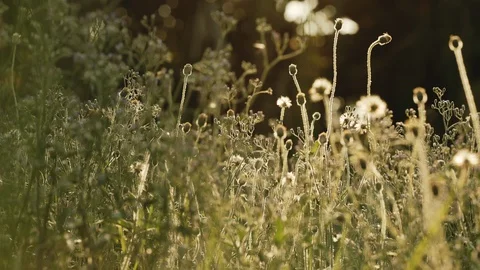 Small Natural Flower Grass during Sunrise or Sunset in Spring or Summer. Low Stock Footage 127743848