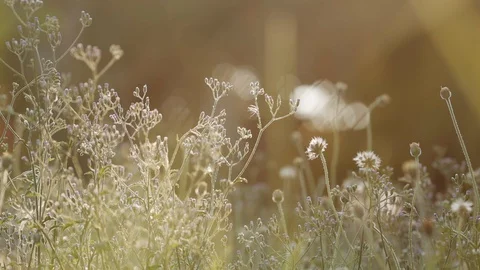 Small Natural Flower Grass during Sunrise or Sunset in Spring or Summer. Low Stock Footage 127743868