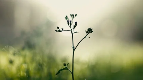 Small Natural Flower Grass during Sunrise or Sunset in Summer. Static shot, H 库存影片 130952984