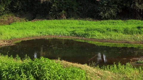 Small Natural Pond Surrounded by Lush Green Vegetation Stock Footage 327920148