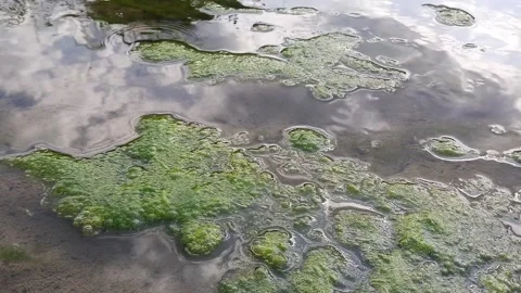 Small Natural Spring Bubbling from Mud with Green Moss in Shallow Water Stock Footage 335125381