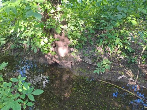 Small natural spring stream flowing through green plants and mossy ground in the Stock Photos