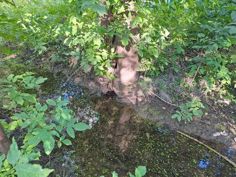Small natural spring stream flowing through green plants and mossy ground in the Stock Photos