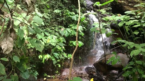 Small Natural Stream and Cascade Flowing Through a Dense Tropical Jungle Stock-Footage 347756472