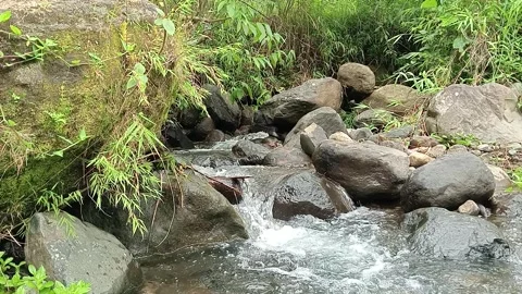 Small Natural Stream Flowing Through Green Forest Area Stock Footage 330336119