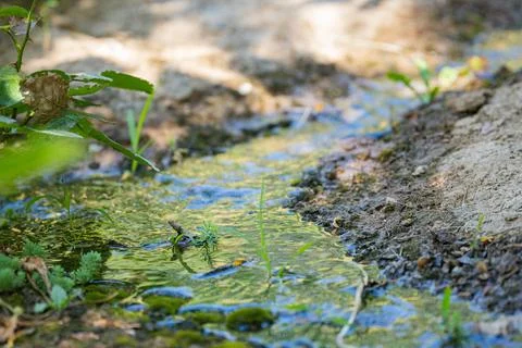 Small natural stream flowing through a green forest landscape Foto stock