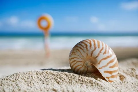 Small nautilus shell  on beach against blue sea , shallow dof Stock Photos