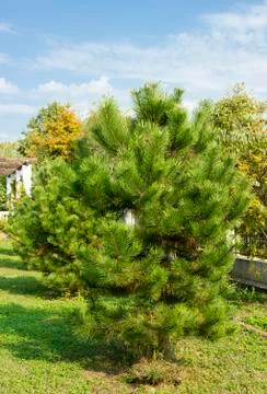 Small neat pine tree in the Park. pine in daylight, evergreen tree. Stock Photos