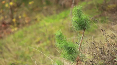 Small Needles Stock Footage 31096459