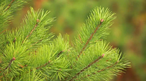 Small Needles Stock Footage 31096568