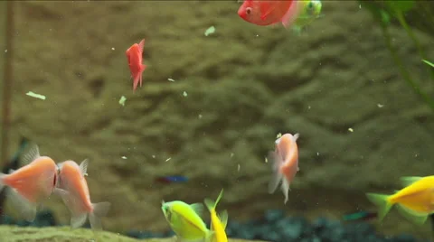 Small Neon Fish Stock Footage 50734394