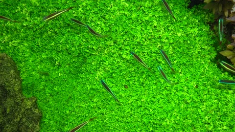 Small neon fish swim in the aquarium Video stock 158884853