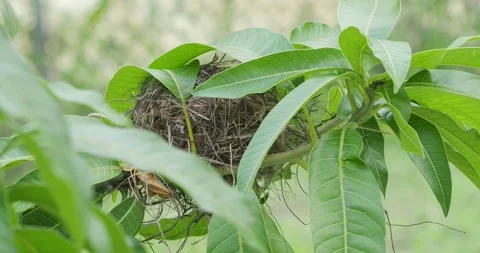 Small nest on branch of a tree. Close-up. Stock Footage 275461757