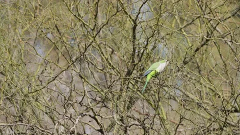 A small nest builder, monk parakeet, myiopsitta monachus breaking twigs Stock Footage 160251578