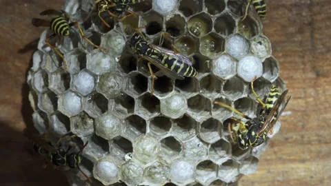 Small nest of wasps Stockbeeldmateriaal 159007785
