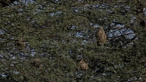 Small nests at the top of the tree Stockbeeldmateriaal 152311584