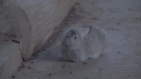 Small Netherland Dwarf Rabbit Resting in Natural Zoo Habitat 4K Video stock 335587573