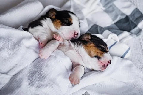 Small new borne newborn beagle puppy Stock Photos
