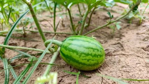 Small new growing up watermelon on vine in the field Stock Photos