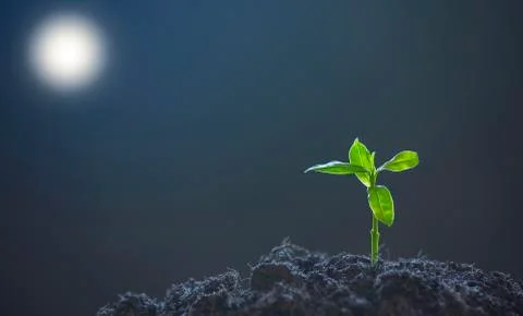 Small new trees or leaf with green leaves in the soil, the environment of nat Stock Photos