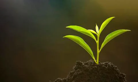 Small new trees or leaf with green leaves in the soil, the environment of nat Stock Photos