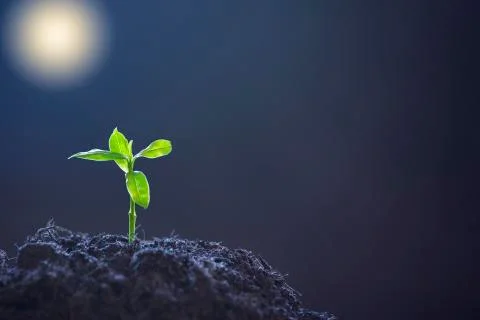 Small new trees or leaf with green leaves in the soil, the environment of nat Stock Photos