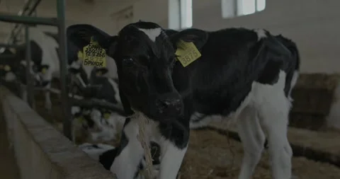 A small newborn calf in a stable. Stock Footage 264769561