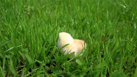 Small newborn chick stands on green grass. Spring mood. Stock Footage 201611583