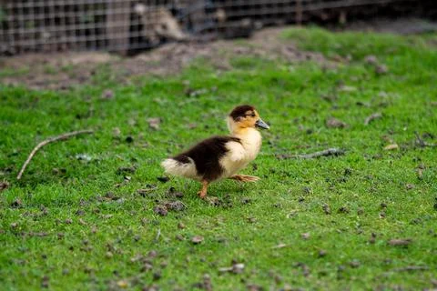 Small newborn duckling walking on backyard on green grass. Black yellow cute Stock Photos