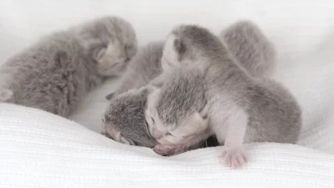 Small newborn gray Scottish kitten on a light background Stock Footage 244334311