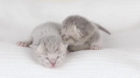 Small newborn gray Scottish kitten on a light background Stock Footage 245631995