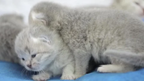 Small newborn gray Scottish kitten on a light background Stock Footage 245632240