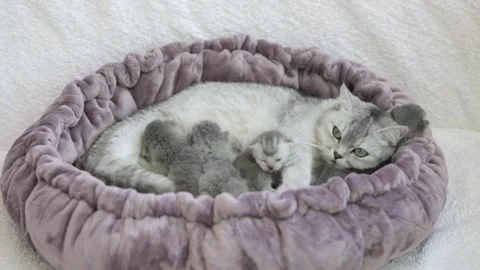 Small newborn gray Scottish kitten on a light background Vídeos de archivo 246741946