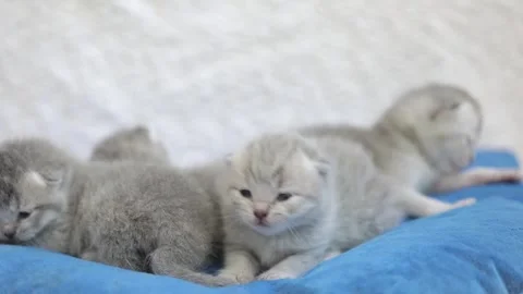 Small newborn gray Scottish kitten on a light background Video stock 246742145
