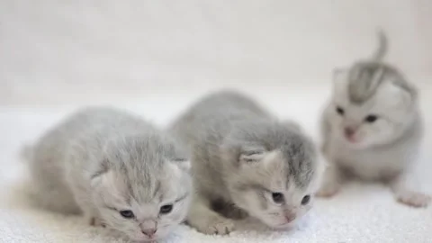 Small newborn gray Scottish kitten on a light background Stock Footage 246897146