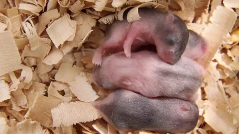 Small newborn hamsters sleep in wooden Stock Video Pond5