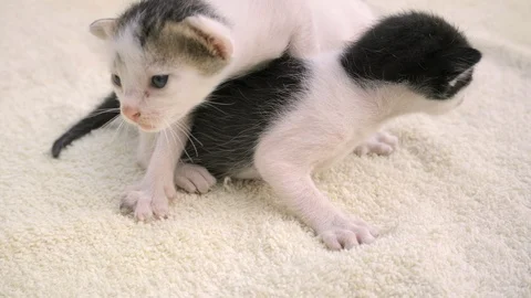 A small newborn kitten sits on a light bedding. He looks at the camera. Stock-Footage 126749523
