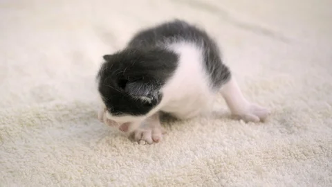 A small newborn kitten sits on a light bedding. He looks at the camera. Vídeo Stock 126749530