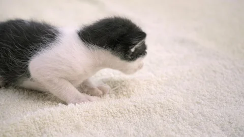 A small newborn kitten sits on a light bedding. He looks at the camera Stockbeeldmateriaal 127612935