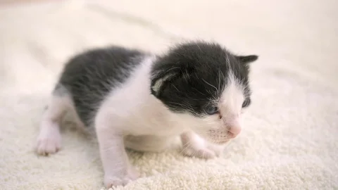 A small newborn kitten sits on a light bedding. He looks at the camera, Stock Footage 127613118