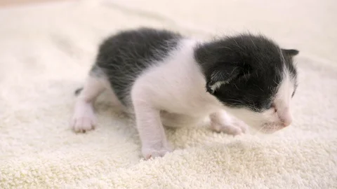 A small newborn kitten sits on a light bedding. Vídeo Stock 128094819