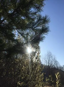 Small, newly planted Scots pine trees pinus silvestris Stock Photos