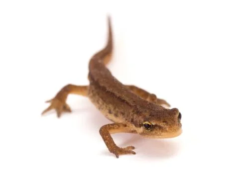 Small Newt Stock Photos