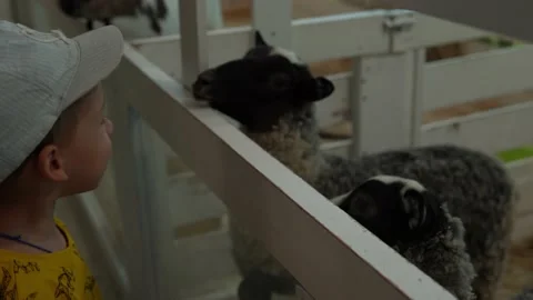 Small Nice Kid Feed Young Sheep in Cage. Cute Little Child Watching Animal Have Stock Footage 169717684