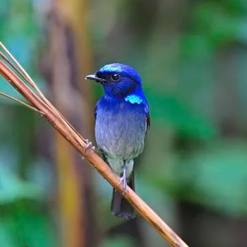 Small niltava Stock Photos