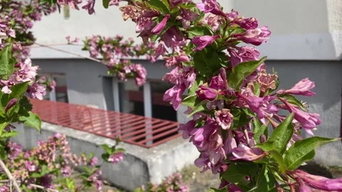 A small nimble bee flies up to a flowering bush with bright pink buds Stock Footage 313347177